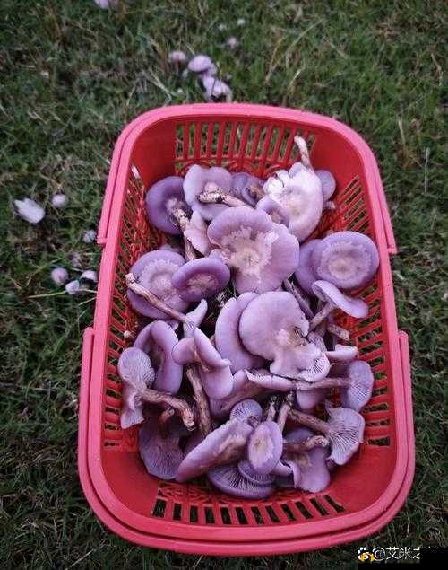 紫色的蘑菇根很粗大,究竟能不能吃?