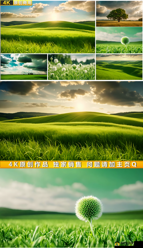 野花社区 WWW 三：发现自然之美