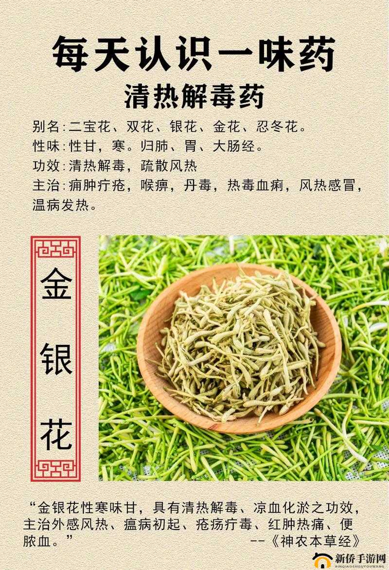 父承子液金银花:神奇植物的独特魅力与多种功效介绍
