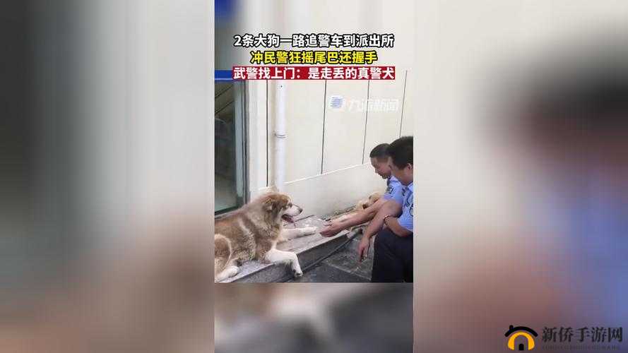 张警犬 9 分 10 秒头撞玻璃在线观看:震撼瞬间引发热议