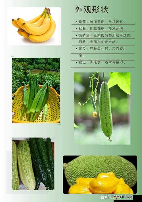 香蕉秋葵菠萝蜜黄瓜丝瓜的区别大揭秘