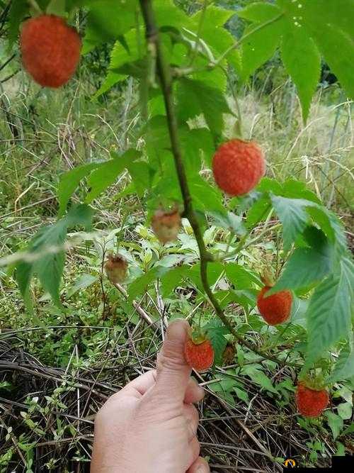 水莓 97:一款独具特色令人喜爱的水果品种