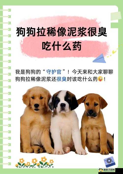 办公室可不可以干湿你小狗狗:关于宠物在办公场所的争议探讨