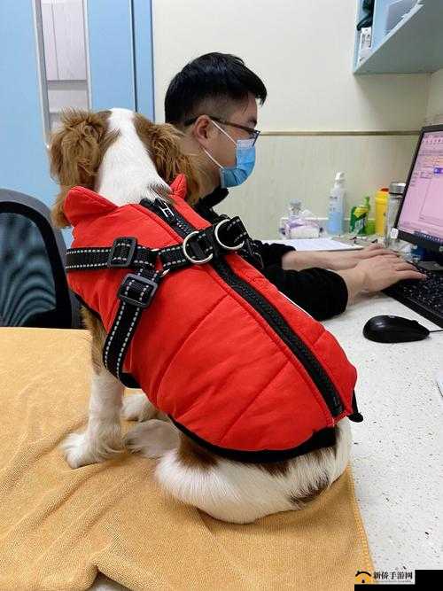 狗狗射速好烫太怕了春雨医生:关于狗狗相关问题的探讨与解答