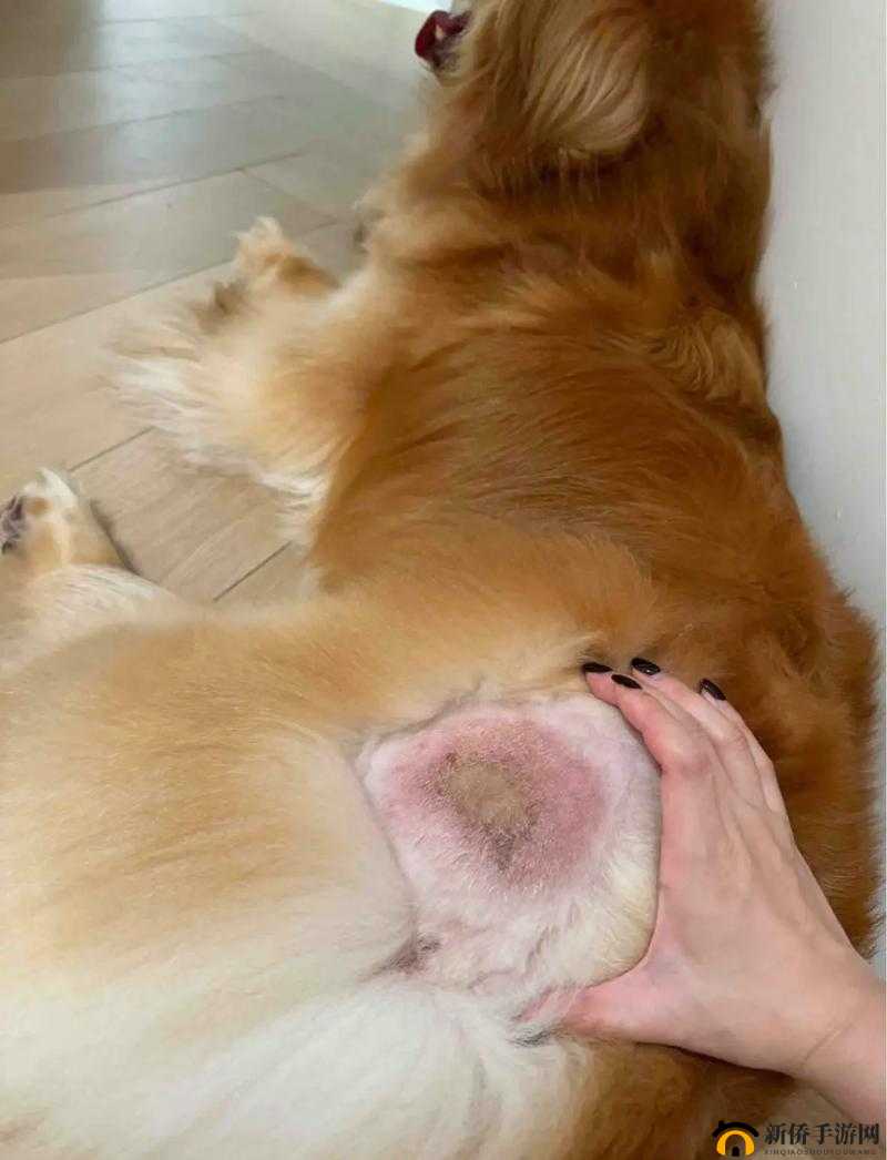 狗狗胶配方详细教程及制作过程视频