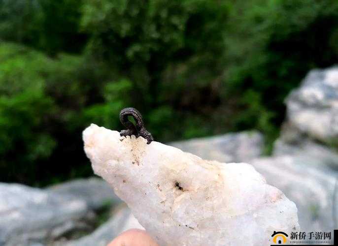 成为虫子的产卵工具：一段奇特而神秘的生物经历