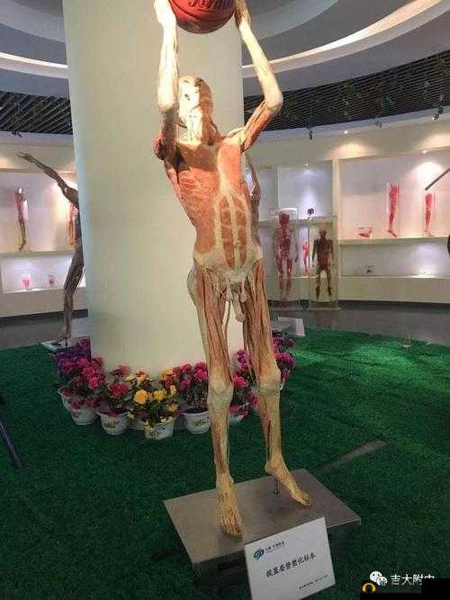 体内 精69日本论理美籹视频x白浆.:探索未知的生命奥秘