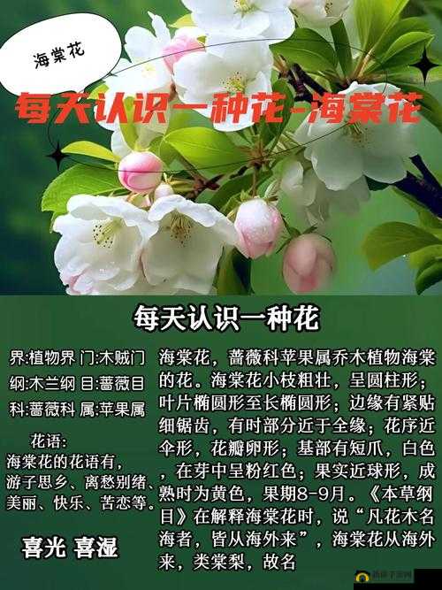 风月海棠001:一部极具特色和魅力的作品