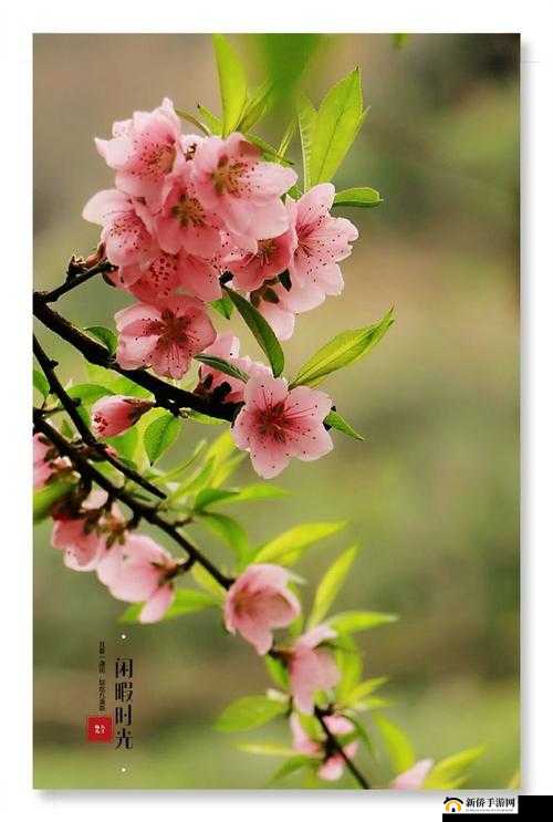 桃花欲放，惊艳了整个春天