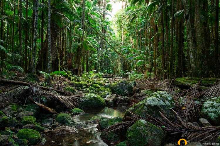 仙踪林视频:探寻那片神秘的林间奇妙世界