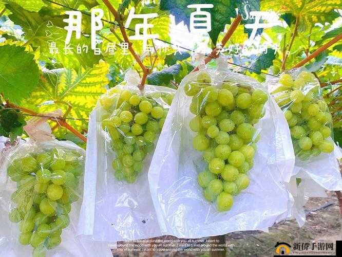 葡萄不准掉出来晚上检查:严格把控确保无一疏漏