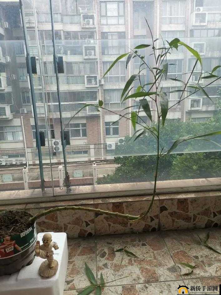 没带罩子让他吃一天内容贼好的奇妙经历