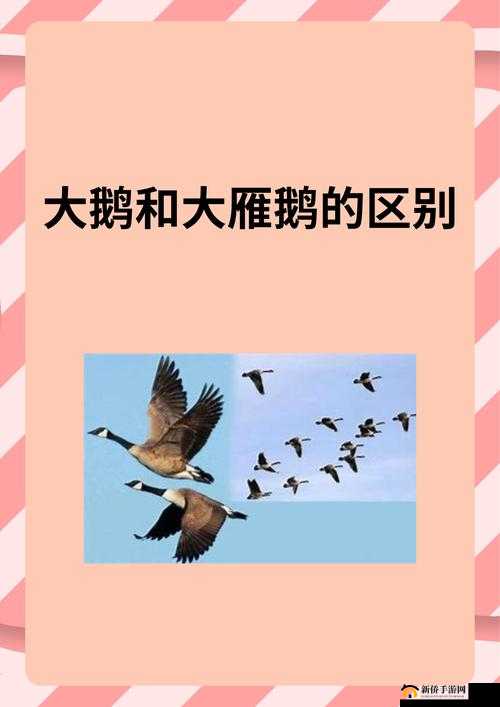 おまえ和母亲的区别是什么：深度剖析二者差异所在