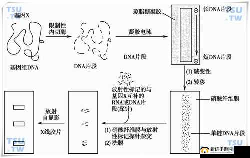 杂交 BUCSM 人类 SSBA 相关研究进展探讨