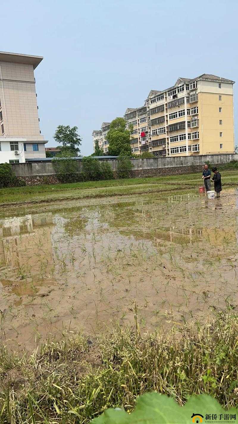 老公和老婆一起插秧什么意思啊:探究背后的深意与情感