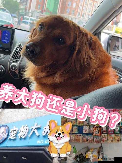狗狗射速好烫太怕了春雨医生:专家教你如何应对宠物健康问题
