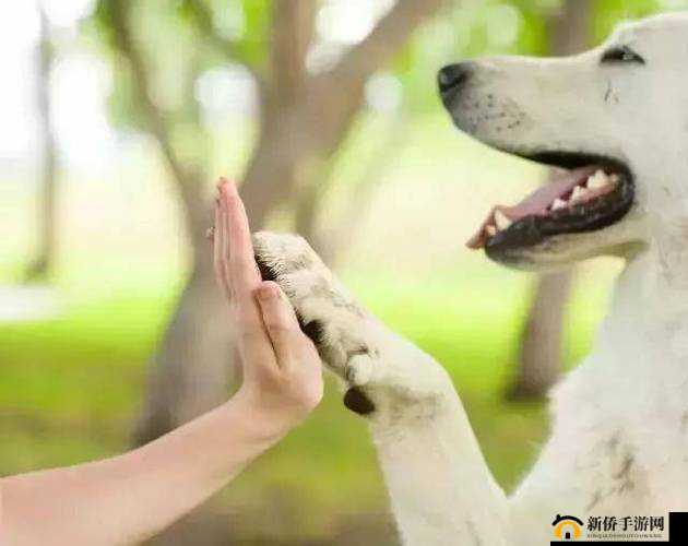 人物动物互动高清视频素材:人与动物的和谐瞬间