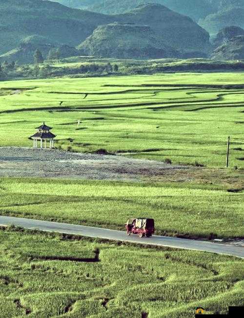 野花视频在线观看免费直播:邂逅自然之美,领略旷野风情