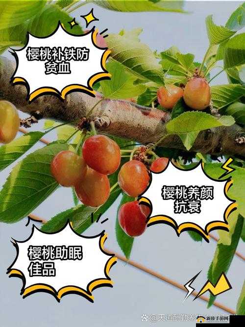 www97com樱桃:关于它的详细介绍与相关内容分析
