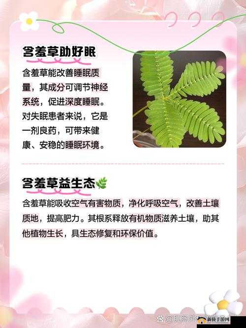 含羞草 2021 地址永不失联：独特的精彩探索之地