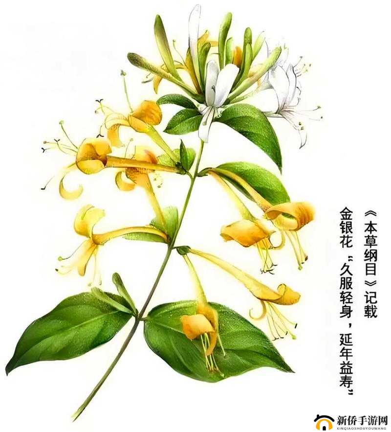 金银花:探究植物界的奇妙之谜