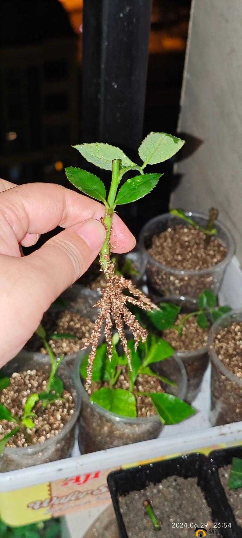 欧式七十二式扦插法介绍:深入探索植物繁殖的奇妙技法