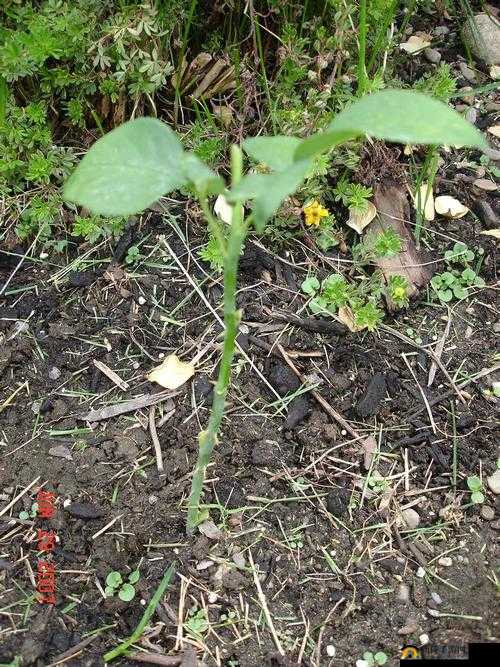 扦插 BB 有什么好处视频:探索植物无性繁殖的奥秘
