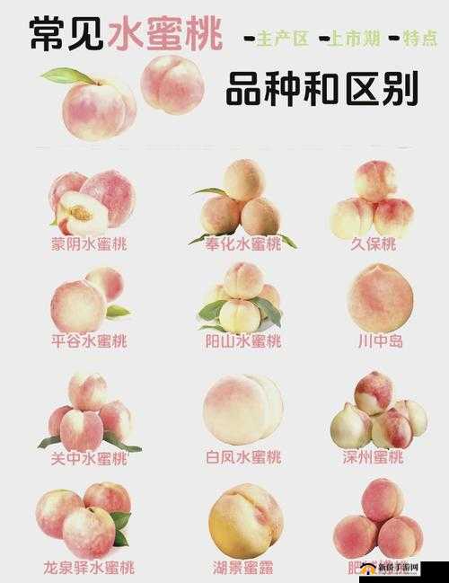 水蜜桃和水蜜桃 v2:探寻甜蜜的奥秘
