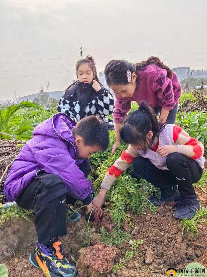 拔萝卜全程不盖被子拔萝卜的独特趣味体验