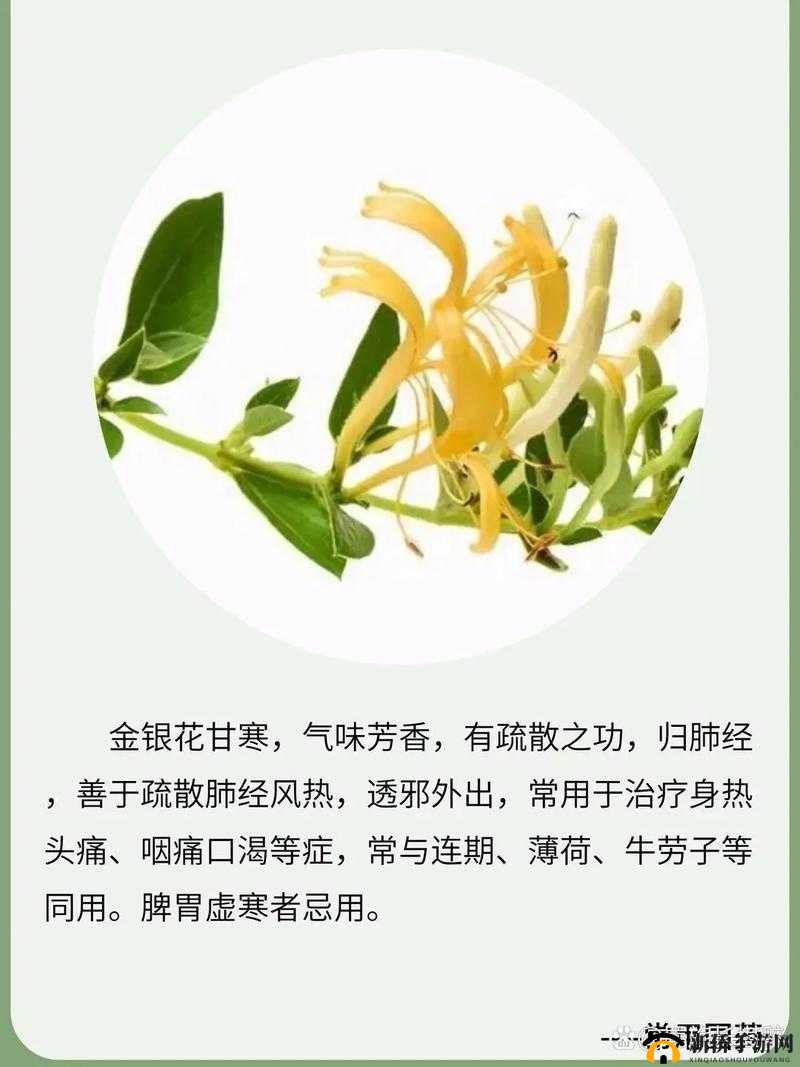 双管齐下金银花:传统中药的独特魅力与广泛应用