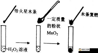 OVO 食肉家取报告 3：关于其详细内容及重要意义的全面解读