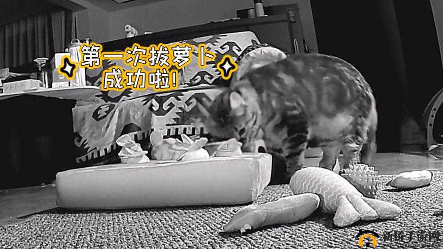 二人世界拔萝卜：体验独特的田园欢乐与亲密时光