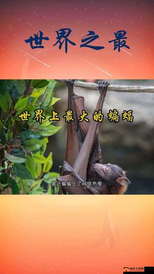凌晨三点播放的视频叫什么:带你走进神秘的视频世界