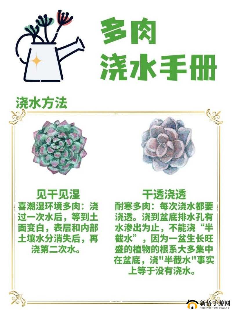 皇家共享小公主多肉养护技巧:精心呵护让其茁壮成长