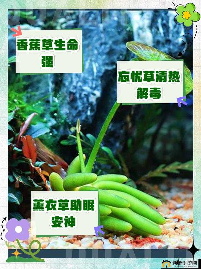 香蕉和忘忧草的区别在于植物属性外观用途等诸多方面