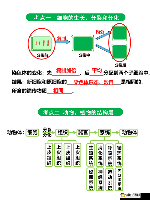 母与子性之间的可行性与必要性之深入探讨与全面分析