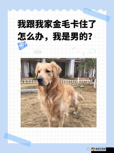 当我和大金毛被卡住，如何自救