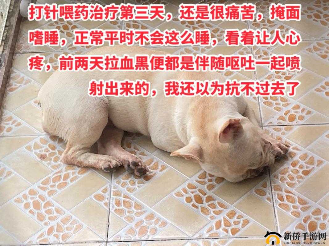 主人要求每天跪着请安并发送照片:是服从还是控制?