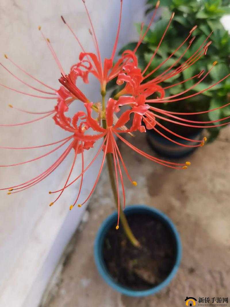 彼岸花真有那么强么