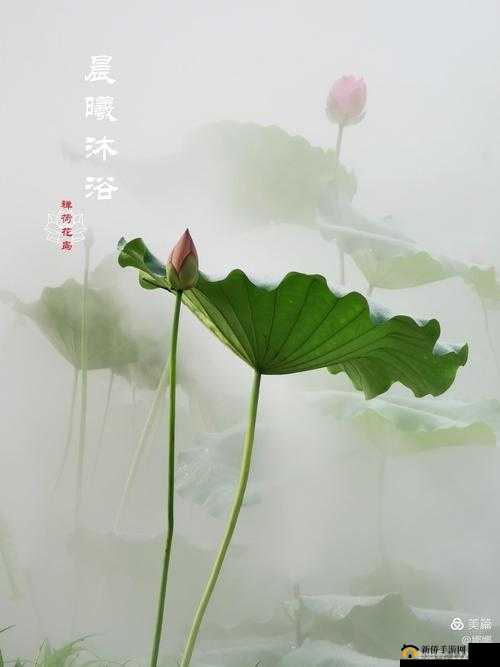 半脱莲房露压欹:探寻古典诗词中的独特意象之美