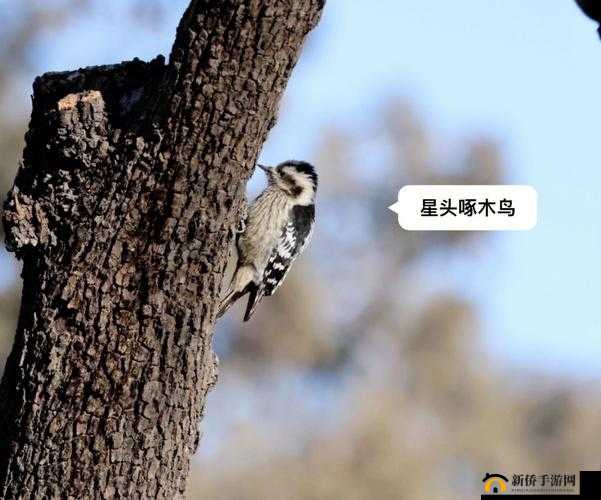 啄木鸟满天星交易:关于其背后故事及意义的深入探讨