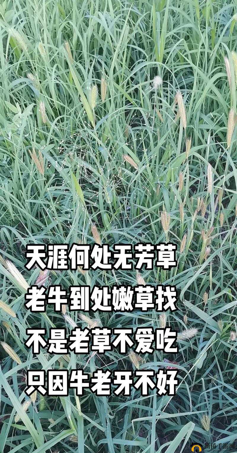 老牛嫩草一二三产品:口感、功效、适用人群有何不同?