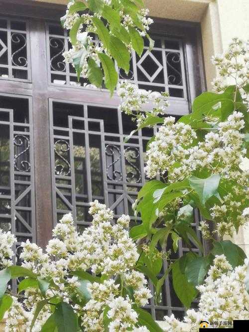 紫薇福伦:生米煮成熟饭,是福是祸?
