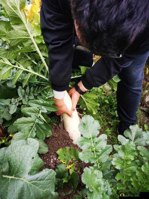 以后挤牛奶拔萝卜两不误:努力平衡生活与工作的美好愿景