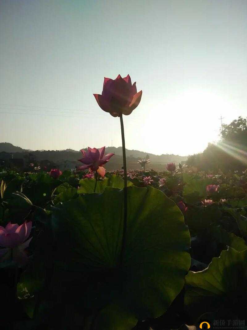 女性半夜莲花开放的治疗方法:探寻其背后的科学与奥秘