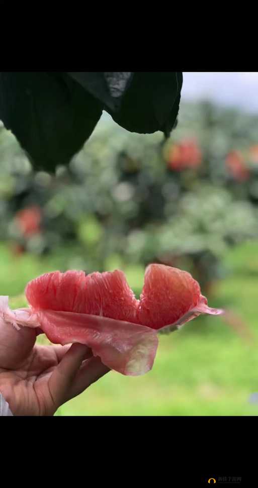 蜜柚 166 独特魅力引领新潮流