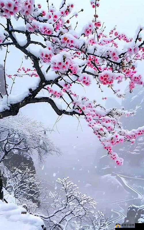 新金花瓶楷梅花:绽放冰雪中的坚韧与美丽