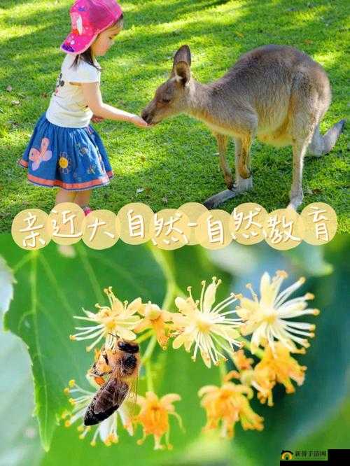 妖媚婷户外系列在线播放:探索自然之美
