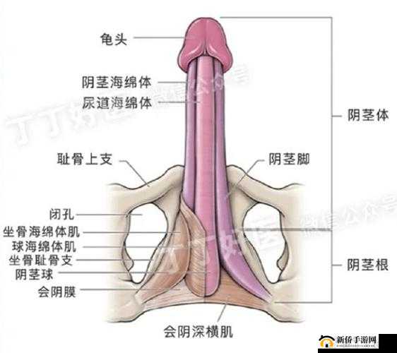 男生的坤巴:探究男性性器官的奥秘