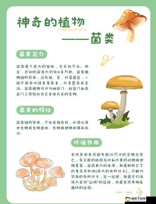 蘑菇的奥秘:全面科普带你走进神奇蘑菇世界